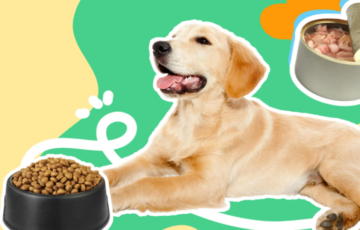 全球宠物市场规模2030年或突破5000亿美元(跨境电商卖家选品参考)